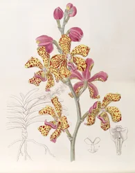 Vandopsis lissochiloides